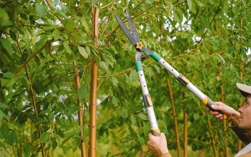 Tree trimming in Atka, AK